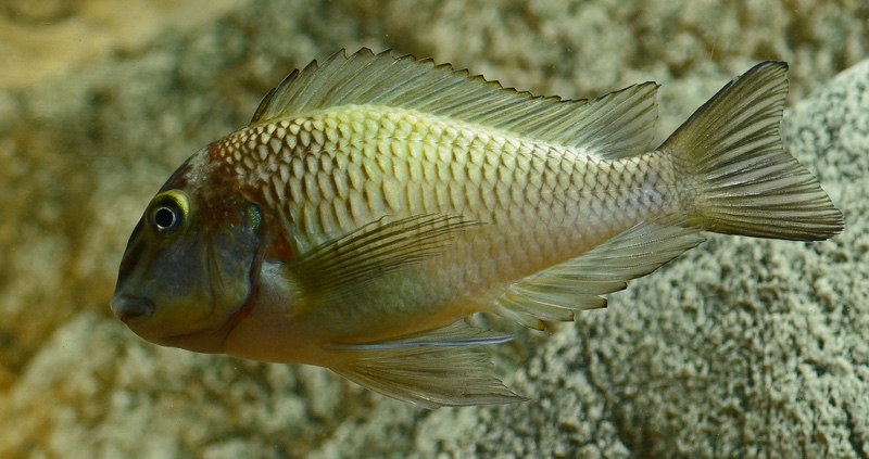 Tropheus sp. 'limespot' Kapampa